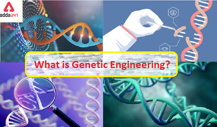 genetic engineering term paper