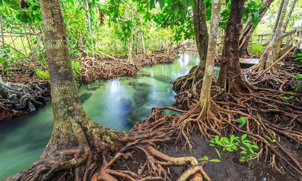 International Day for the Conservation of the Mangrove Ecosystem| കണ്ടൽ പരിസ്ഥിതി വ്യവസ്ഥയുടെ സംരക്ഷണത്തിനുള്ള അന്താരാഷ്ട്ര ദിനം_40.1