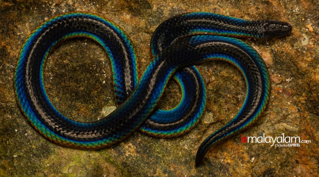 Rare species Shield tail snake found| അപൂര്വ ഇനം ഷീല്ഡ് ടെയില് പാമ്പിനെ കണ്ടെത്തി_40.1