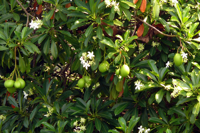 കൊല്ലാൻ കഴിയുന്ന ഇന്ത്യയിലെ 8 വിഷ സസ്യങ്ങൾ(8 Poisonous Plants In India That Can Kill)_50.1