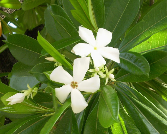 കൊല്ലാൻ കഴിയുന്ന ഇന്ത്യയിലെ 8 വിഷ സസ്യങ്ങൾ(8 Poisonous Plants In India That Can Kill)_60.1