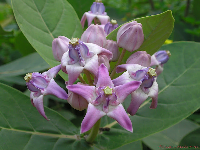 കൊല്ലാൻ കഴിയുന്ന ഇന്ത്യയിലെ 8 വിഷ സസ്യങ്ങൾ(8 Poisonous Plants In India That Can Kill)_70.1