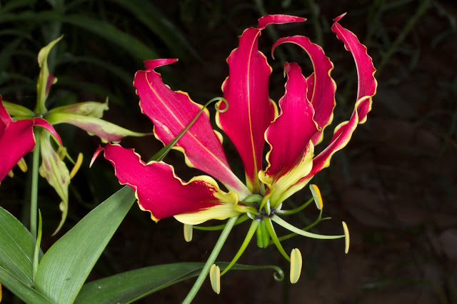 കൊല്ലാൻ കഴിയുന്ന ഇന്ത്യയിലെ 8 വിഷ സസ്യങ്ങൾ(8 Poisonous Plants In India That Can Kill)_90.1
