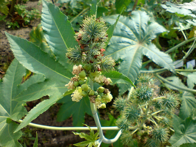 കൊല്ലാൻ കഴിയുന്ന ഇന്ത്യയിലെ 8 വിഷ സസ്യങ്ങൾ(8 Poisonous Plants In India That Can Kill)_100.1