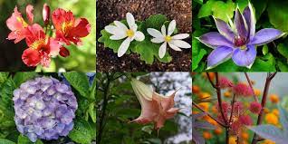 POISONOUS PLANTS