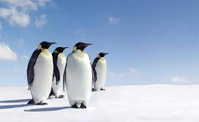 പറക്കാൻ കഴിയാത്ത 5 പക്ഷികൾ(5 birds that can't fly)_50.1