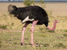 പറക്കാൻ കഴിയാത്ത 5 പക്ഷികൾ(5 birds that can't fly)_60.1
