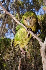 പറക്കാൻ കഴിയാത്ത 5 പക്ഷികൾ(5 birds that can't fly)_80.1