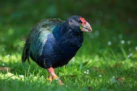 പറക്കാൻ കഴിയാത്ത 5 പക്ഷികൾ(5 birds that can't fly)_90.1