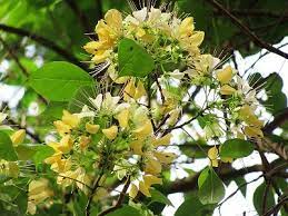 Crateva Religiosa (നീർമാതളം) | KPSC & HCA Study Material_50.1