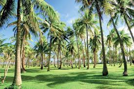 Official Tree of Kerala (കേരളത്തിലെ ഔദ്യോഗിക വൃക്ഷം)_60.1