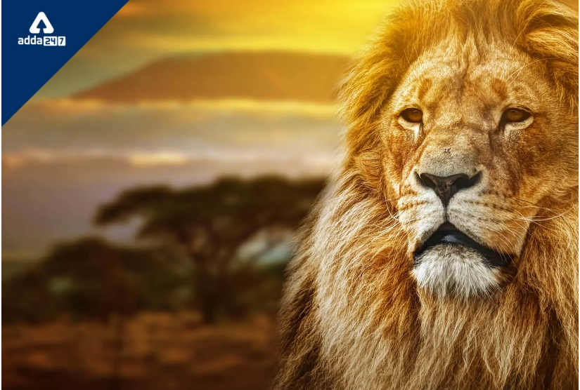 World Lion Day observed globally on 10th August