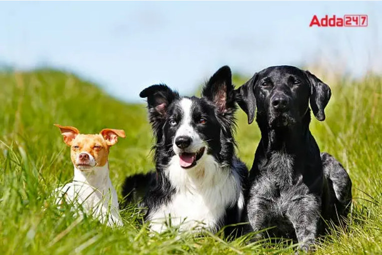 International Dog Day 2022 celebrates on 26th August