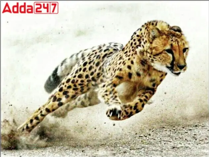 India To Be Home to Cheetahs After 70 Years