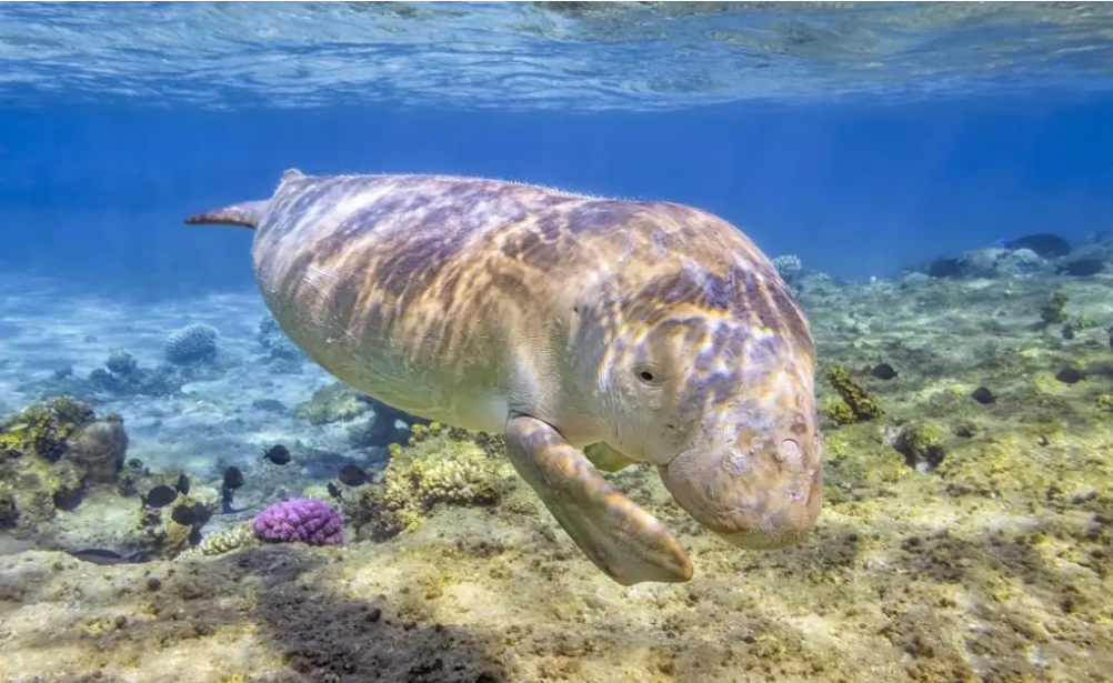 Nation gets its first Dugong Conservation Reserve in Tamil Nadu