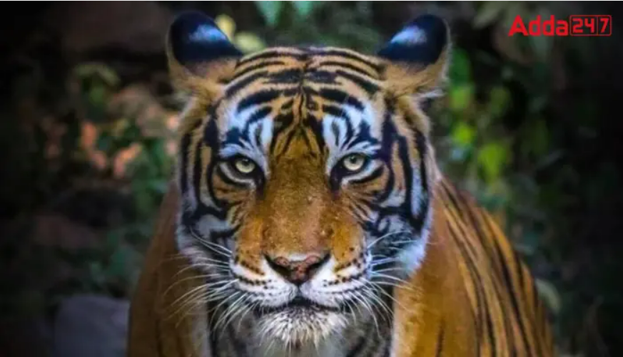 UP’s Ranipur Tiger Reserve Becomes 53rd Tiger Reserve of India