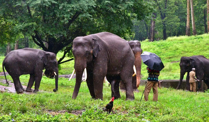Tamil Nadu: Anamalai Tiger Reserve launched ‘jumbo trails’ in Coimbatore