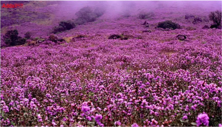 Ministry of Environment Included Neelakurinji on the List of Protected Plants