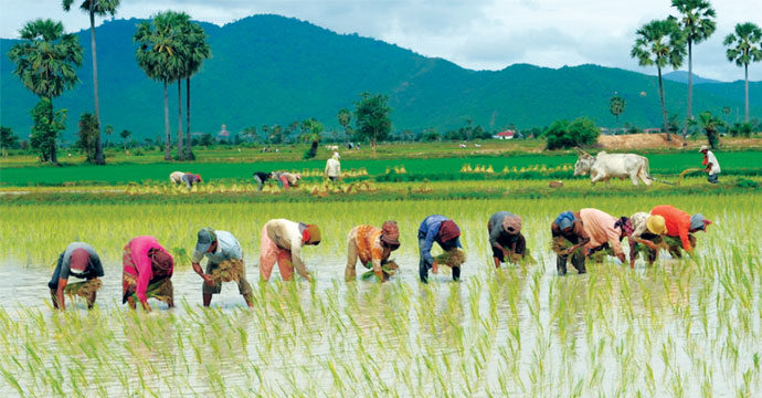 കേരളത്തിലെ കാർഷിക ഗവേഷണ കേന്ദ്രങ്ങൾ_3.1