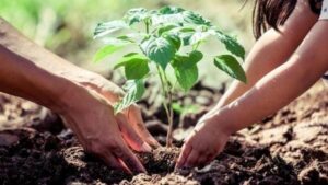 Madhya Pradesh Government launches 'Ankur' scheme | मध्य प्रदेश सरकारने 'अंकुर' योजना सुरू केली_2.1