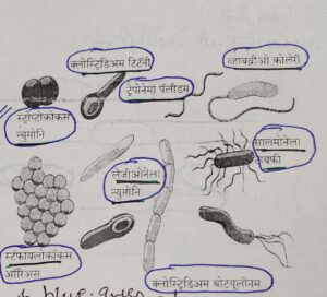 Classification of Living Organisms Part 1-Microorganisms and Plants_60.1