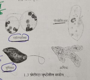 Classification of Living Organisms Part 1-Microorganisms and Plants_70.1