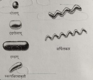 Classification of Living Organisms Part 1-Microorganisms and Plants_100.1