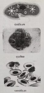 Classification of Living Organisms Part 1-Microorganisms and Plants_110.1