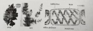 Classification of Living Organisms Part 1-Microorganisms and Plants_140.1