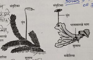 Classification of Living Organisms Part 1-Microorganisms and Plants_150.1