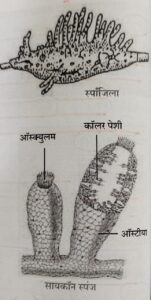 सजीवांचे वर्गीकरण भाग 2 - प्राणी | Classification of Living Organisms Part 2- Animals_120.1
