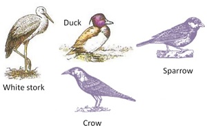 सजीवांचे वर्गीकरण भाग 2 - प्राणी | Classification of Living Organisms Part 2- Animals_270.1