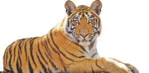 National Animal of India | भारताचा राष्ट्रीय प्राणी_50.1