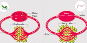 Blood Circulatory System: Blood Vessels, Human blood and Heart_50.1