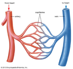 Blood Circulatory System: Blood Vessels, Human blood and Heart_60.1