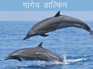 National Symbols of India: Study material for MHADA Exam | भारताचे राष्ट्रीय चिन्हे_130.1