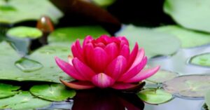 National Symbols of India: Study material for MHADA Exam | भारताचे राष्ट्रीय चिन्हे_150.1