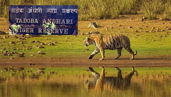 Tadoba-National-Park