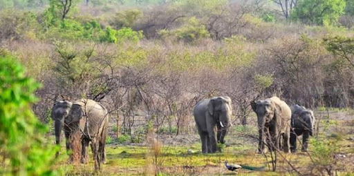 Gugamal-National-Park