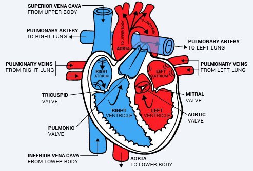Human Heart