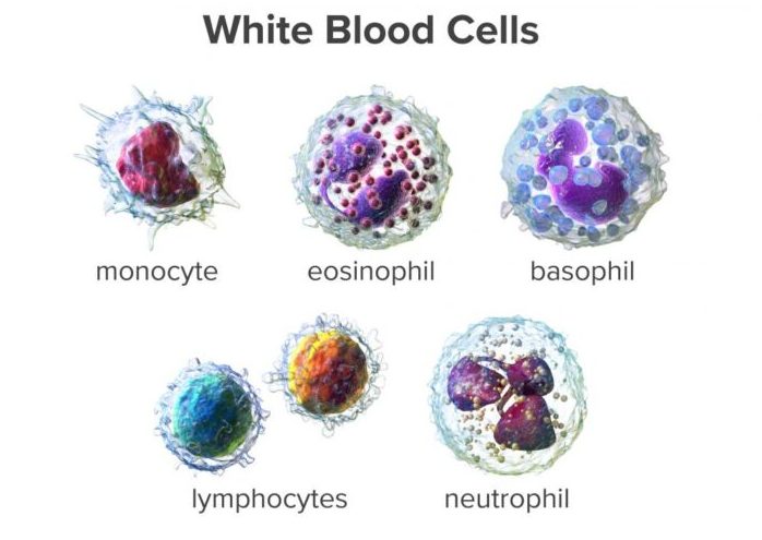 White Blood Cell