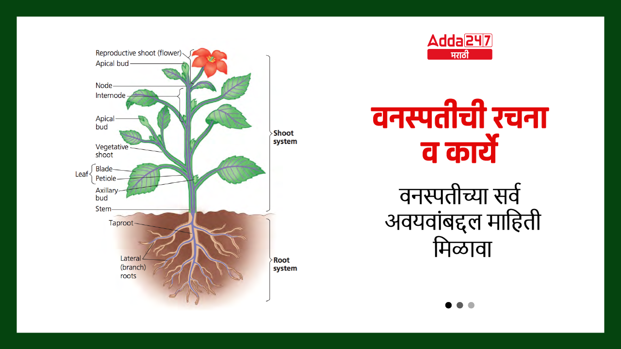 वनस्पतीची रचना व कार्ये