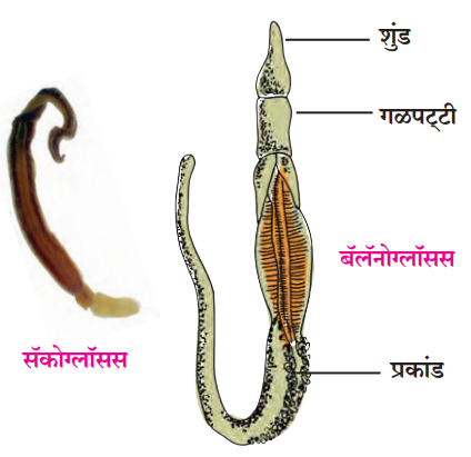 अर्धसमपृष्ठरज्जू प्राणीसंघ (Phylum - Hemichordate)