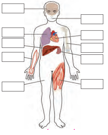 अवयव संस्था (Organ System grade Organization)