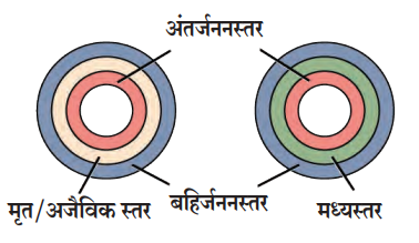 द्विस्तरीय व त्रिस्तरीय