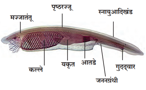 उपसंघ शीर्षसमपृष्ठरज्जू प्राणी (Cephalochordata)