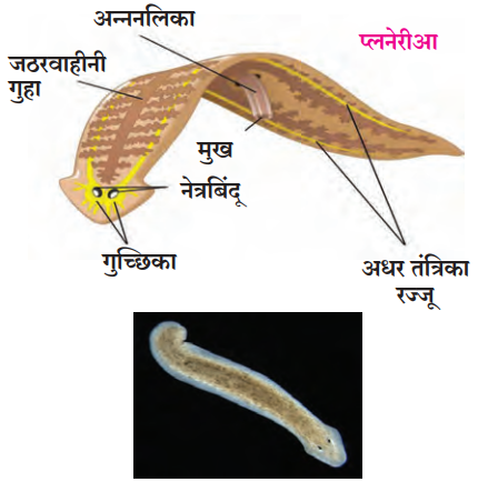 ऊती-अवयव स्तर संघटन (Tissue -Organ grade Organization)