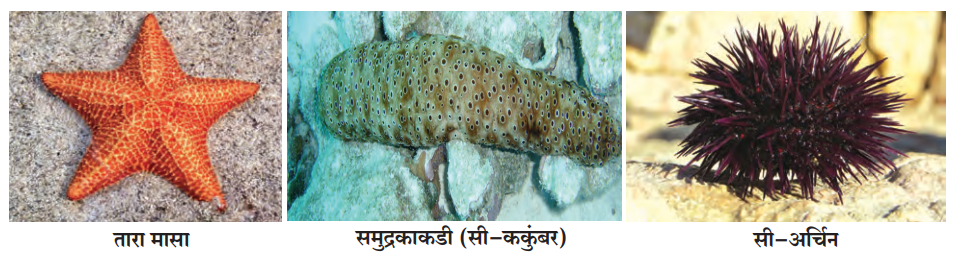 कंटकचर्मी प्राणीसंघ (Phylum - Echinodermata)