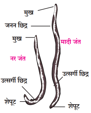 गोलकृमी प्राणीसंघ (Phylum - Aschelminthes)