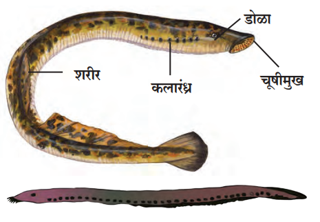 चक्रमुखी प्राणीवर्ग (Class - Cyclostomata)